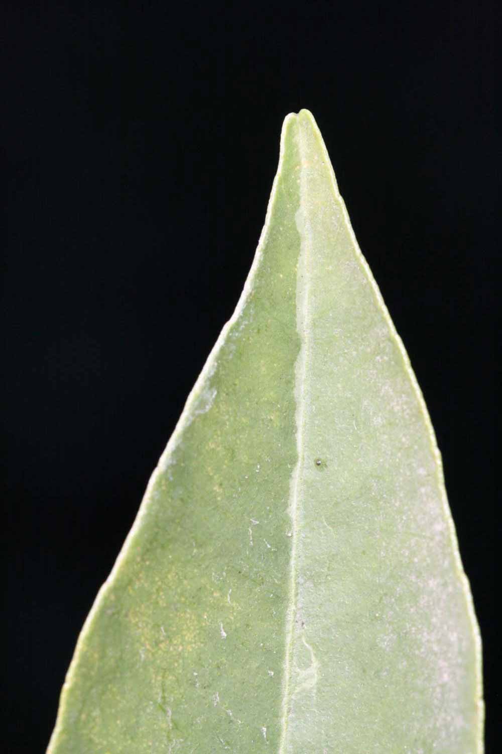              Margin (Riverside, CA)       